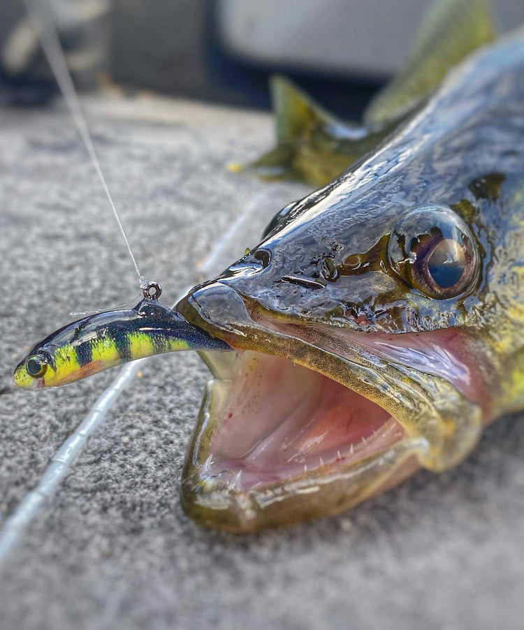 Meegs Elite Jig PERCH 2/PK