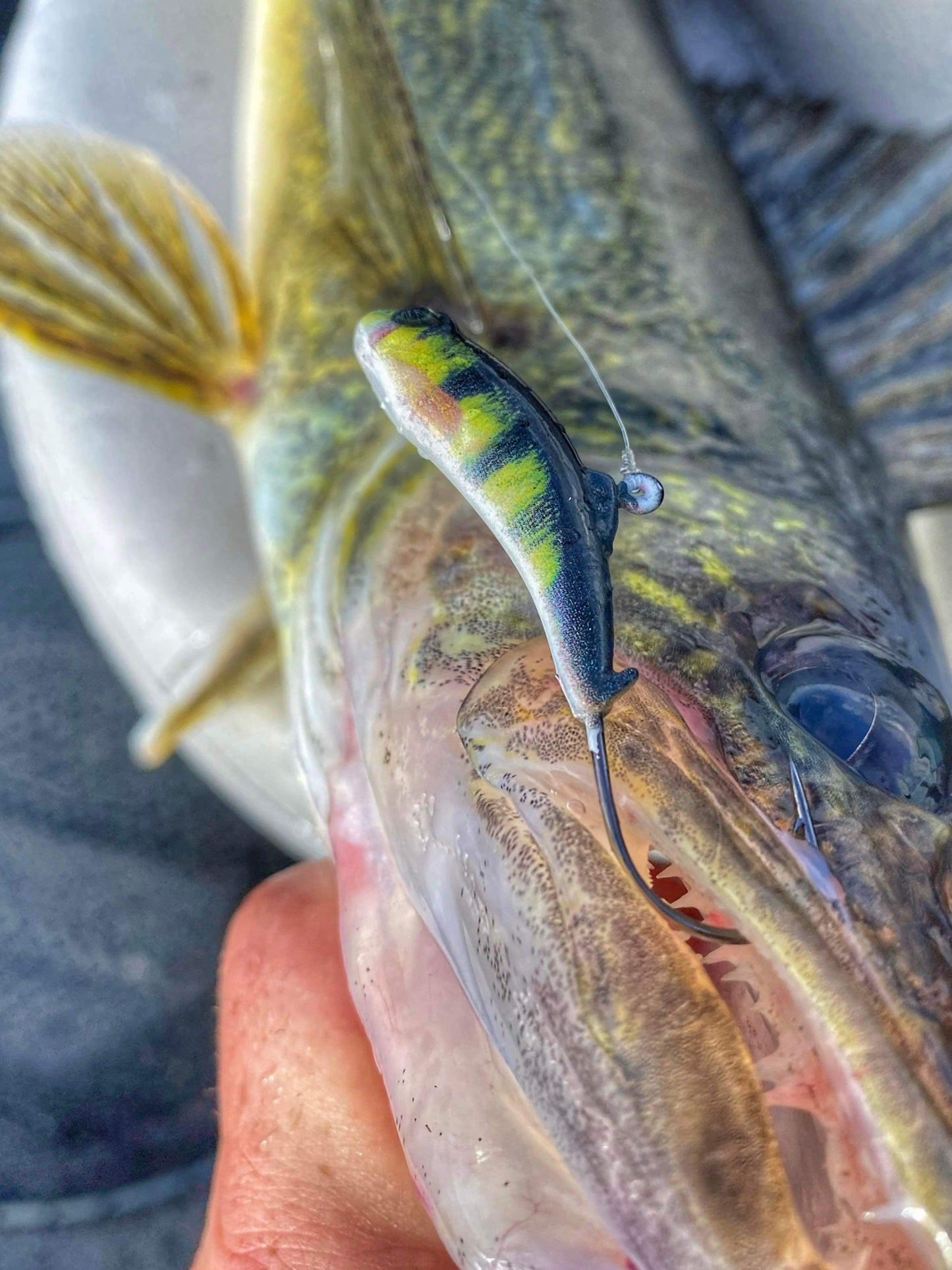 Meegs Elite Jig PERCH 2/PK