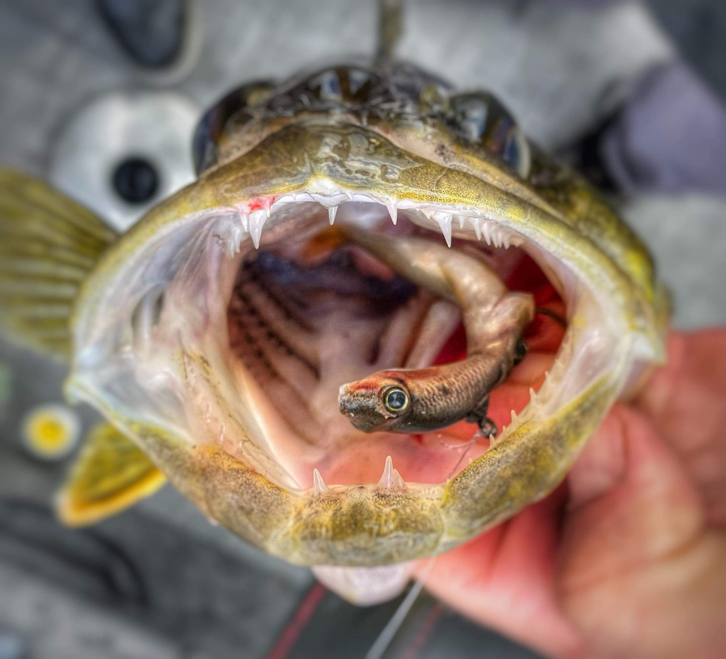 Meegs Elite Jig CHUB 2/PK DISCONTINUED